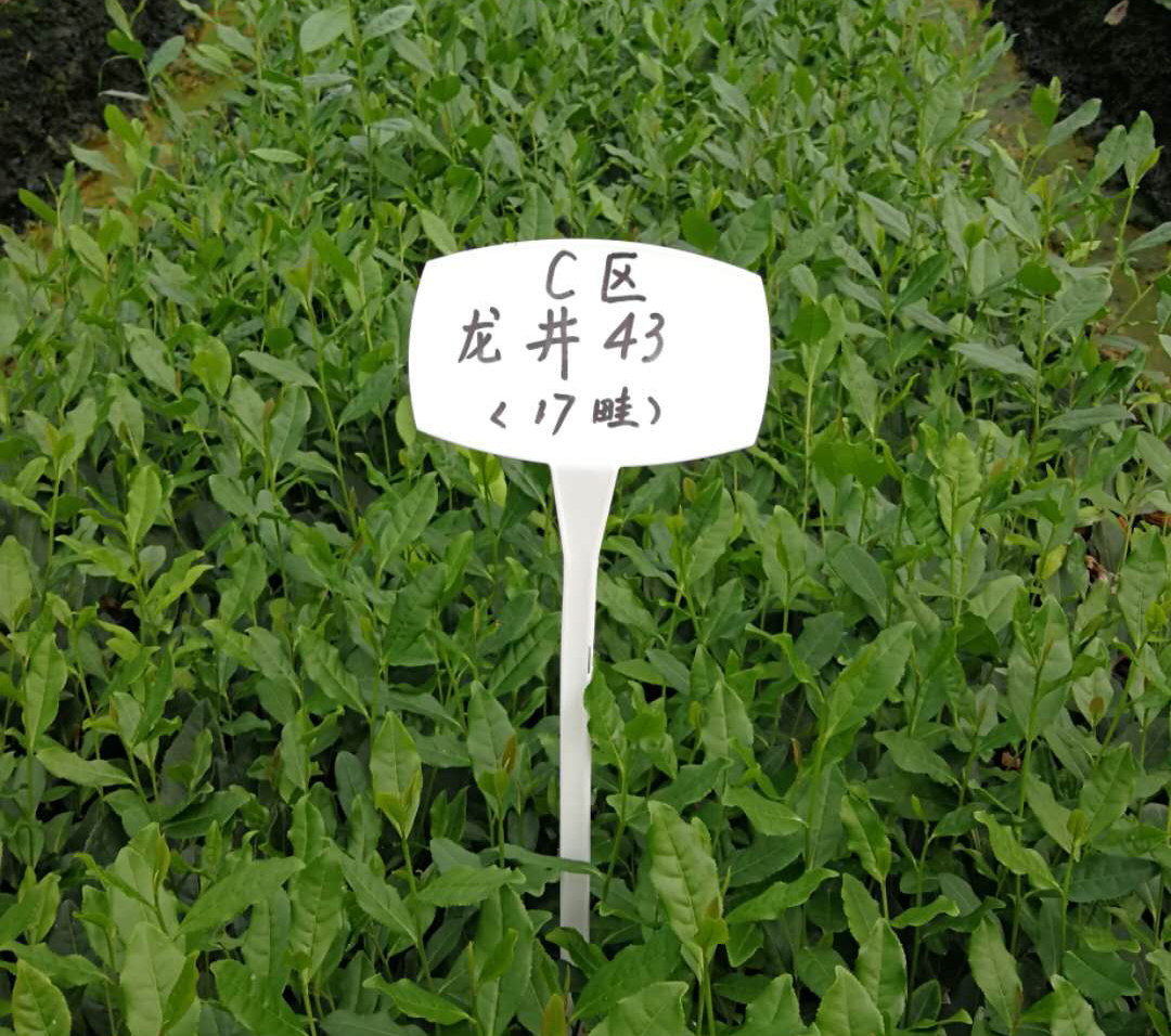 雨量對茶葉的影響？